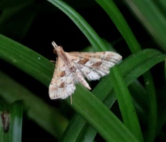Sameodes cancellalis