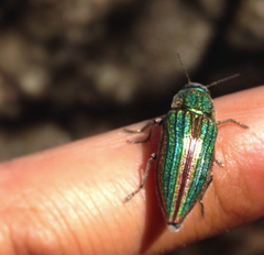 Buprestis aurulenta