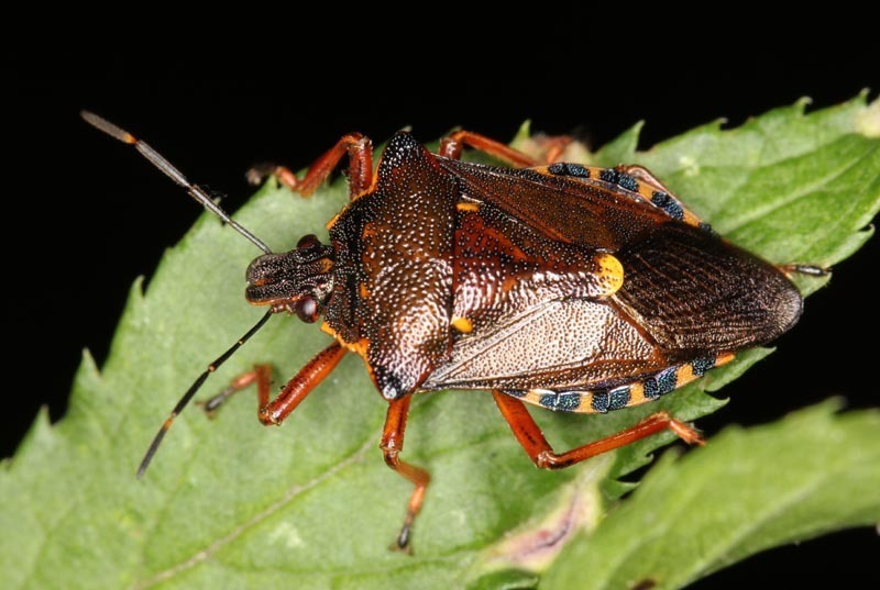 Pinthaeus sanguinipes