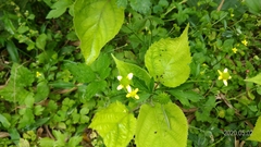 Ranunculus cantoniensis