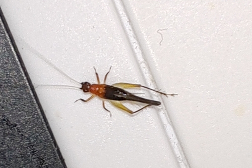 Homoeoxipha lycoides