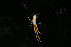 Tetragnatha