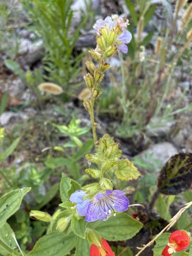 Phacelia grandiflora observed 2026-08-01