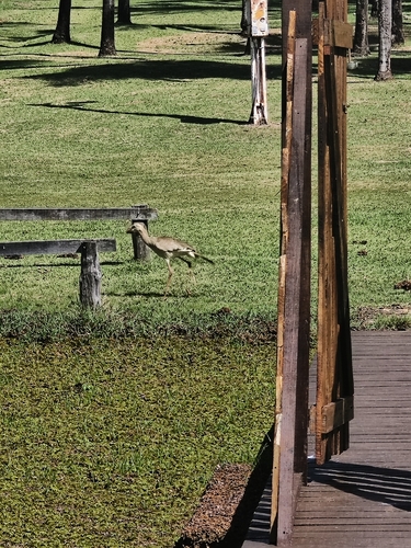 Red-legged Seriema