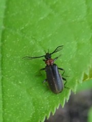 Schizotus cervicalis