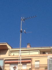 Streptopelia decaocto