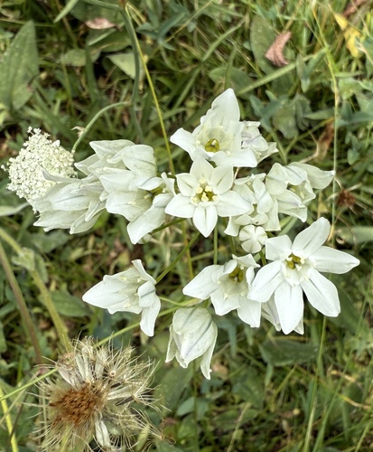 iNaturalist observation photo of white brodiaea