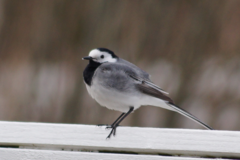Motacilla alba