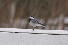 Motacilla alba