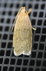 Autosticha kyotensis