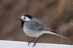 Motacilla alba