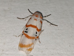 Cyana subalba
