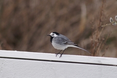 Motacilla alba