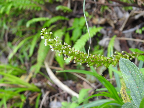 Goodyera procera (Goodyera procera)