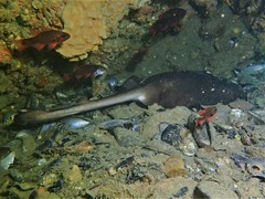 Trygonoptera personata