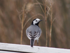 Motacilla alba