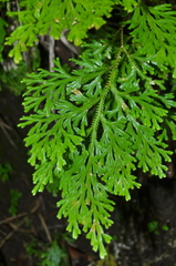 Selaginella fruticulosa