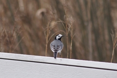 Motacilla alba