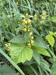 Lamium galeobdolon montanum