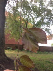 Fagus sylvatica