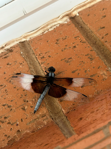 Widow Skimmer