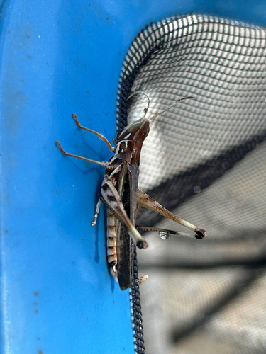 Admirable Grasshopper