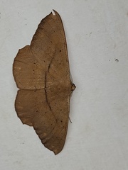 Chorodna ochreimacula