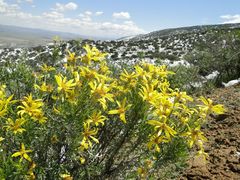 Ericameria linearifolia