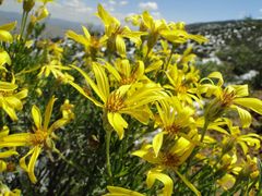 Ericameria linearifolia