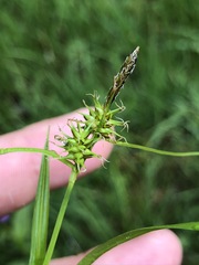 Carex lepidocarpa