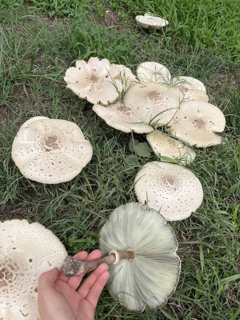 Green-spored Parasol · August 2026 · photo: Photo: (c) Oliver Hassell, some rights reserved (CC BY) · iNaturalist