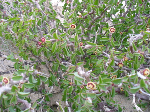 Euphorbia misera, photograph 2