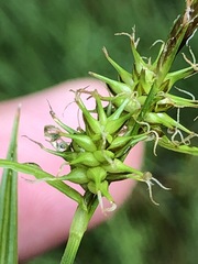 Carex lepidocarpa