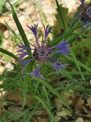 Centaurea napulifera tuberosa