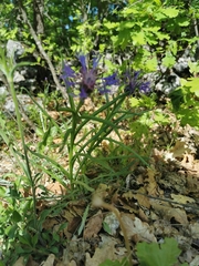 Centaurea napulifera tuberosa