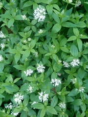 Asperula taurina