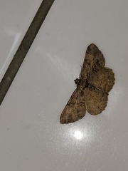 Psilalcis pulveraria