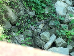 Nerodia sipedon