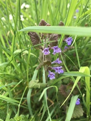 Glechoma hederacea