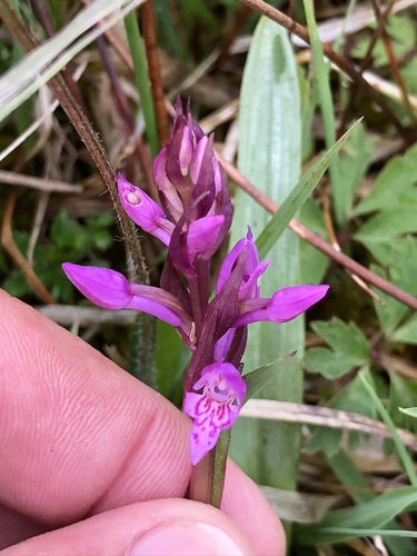 Image of Dactylorhiza traunsteineri by (c) Thomas Ebner, some rights reserved (CC BY)