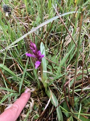 Dactylorhiza traunsteineri