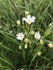 Rabelera holostea
