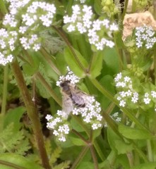 Andrena flavipes