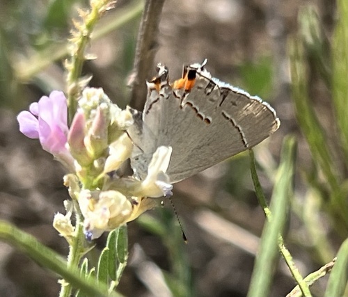 Gray Hairstreak