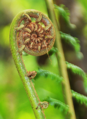 Alsophila borbonica