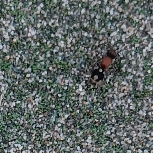 Ronisia brutia