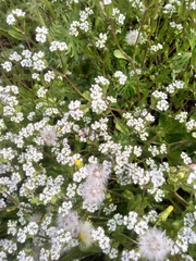 Andrena flavipes
