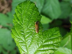 Cantharis decipiens