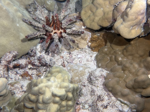 Chondrocidaris gigantea observed 2026-07-31