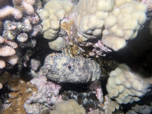 Parribacus antarcticus, 2026-07-31
